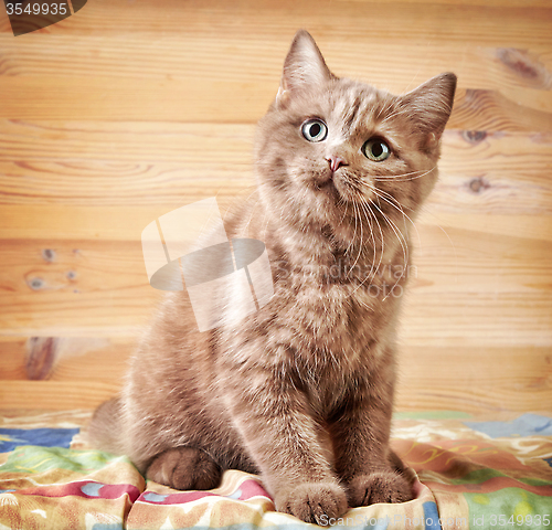 Image of portrait of british kitten