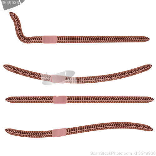 Image of Animal Earth Red Worms for Fishing