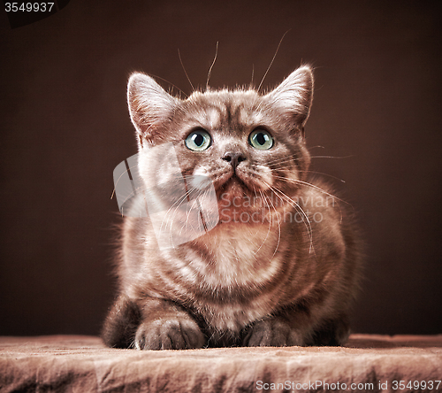 Image of portrait of british kitten