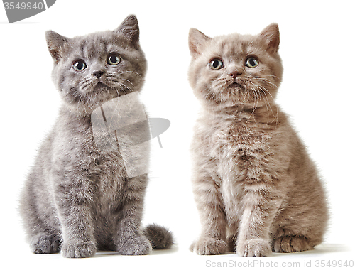 Image of portrait of british kittens