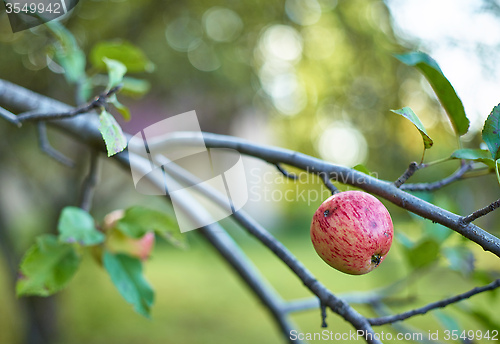 Image of natural apple on a branch