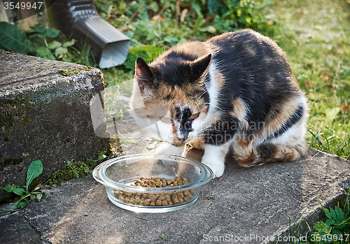 Image of Cat eats