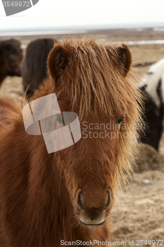 Image of Portrait of a brown Icelandic horse 