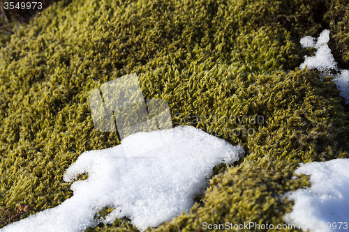 Image of Closeup of fragile Icelandic moss