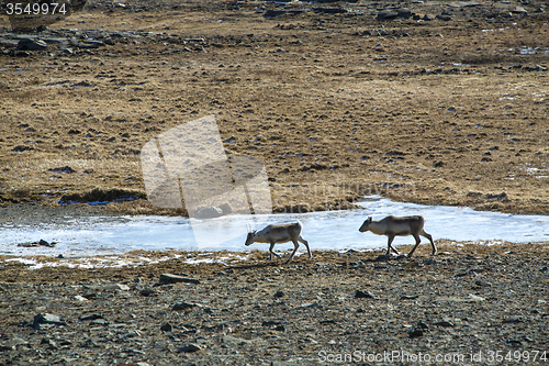 Image of Herd of reindeer in Iceland
