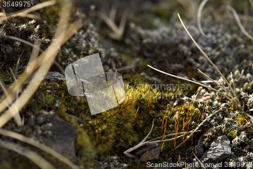 Image of Spring awakening in Iceland