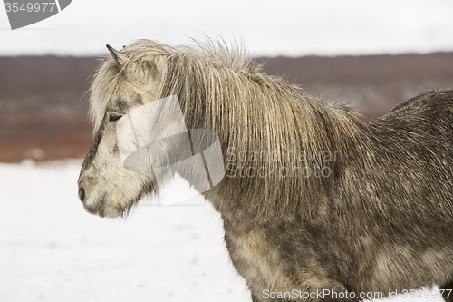 Image of Portrait of an Icelandic horse 