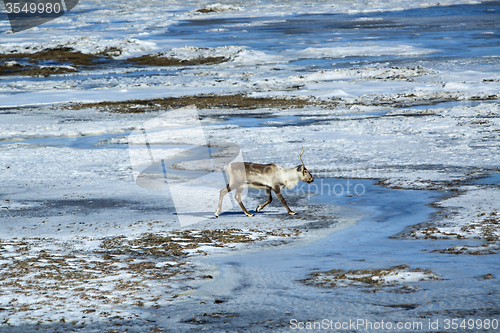 Image of Reindeer in Iceland