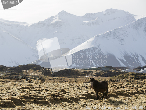 Image of Icelandic pony in wintertime