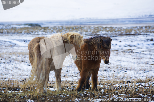 Image of Two Icelandic horses in wintertime