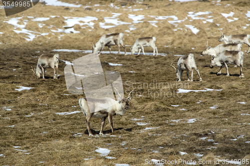 Image of Reindeer at a lake
