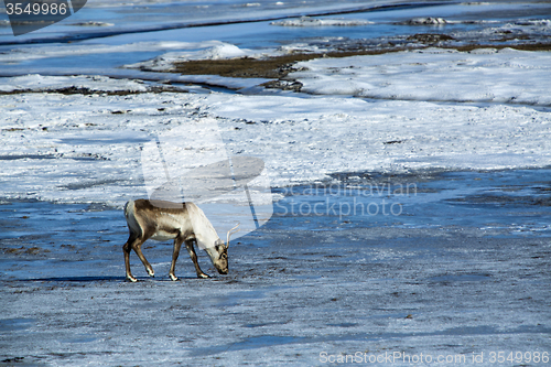 Image of Reindeer at a lake