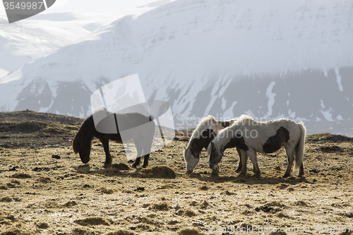 Image of Icelandic horses in wintertime