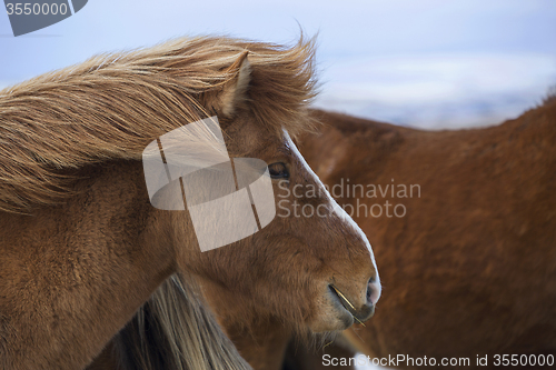 Image of Portrait of a brown Icelandic horse 