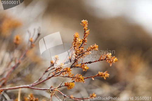 Image of Small plants grow on volcanic underground