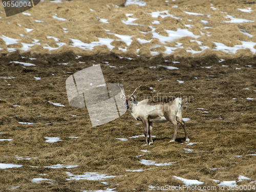Image of Reindeer in Iceland
