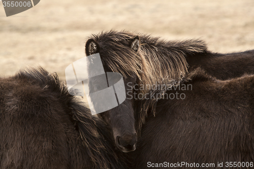 Image of Black Icelandic horse