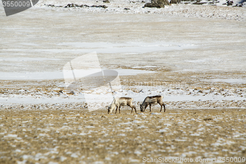 Image of Reindeers in Iceland