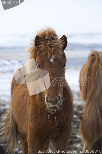 Image of Young Icelandic foal