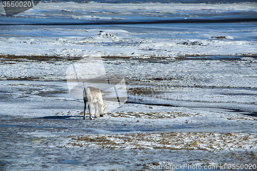 Image of Reindeer in Iceland