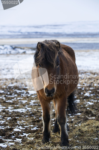 Image of Portrait of a brown Icelandic horse 