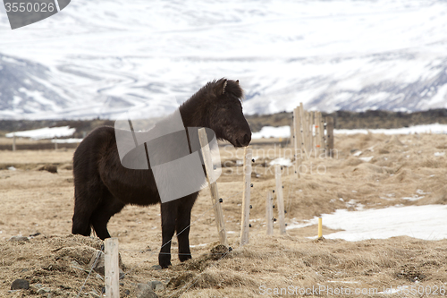 Image of Young Icelandic foal