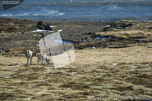 Image of Reindeers in Iceland