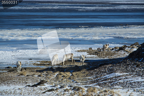 Image of Herd of reindeer in Iceland