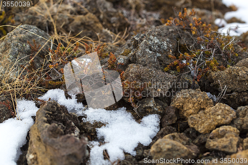 Image of Spring awakening in Iceland