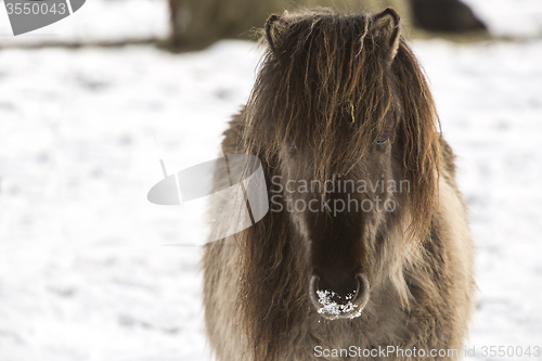 Image of Icelandic horse in wintertime