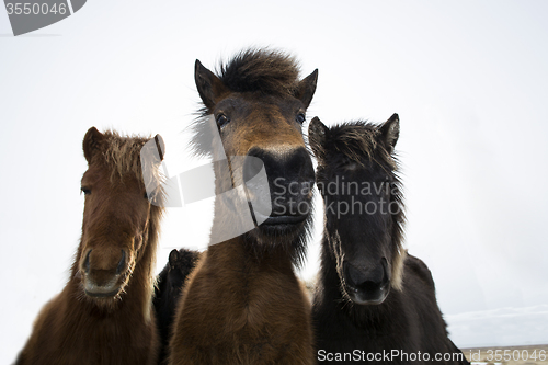 Image of Curious Icelandic horses