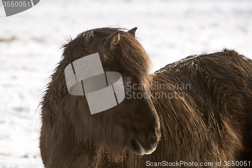 Image of Portrait of a black Icelandic horse 