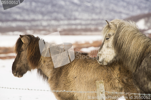 Image of Two Icelandic horses in wintertime