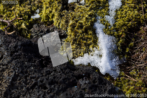 Image of Closeup of fragile Icelandic moss