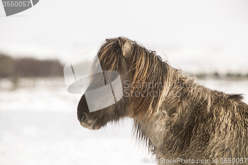 Image of Icelandic horse in wintertime