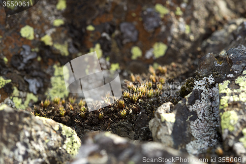 Image of Spring awakening in Iceland