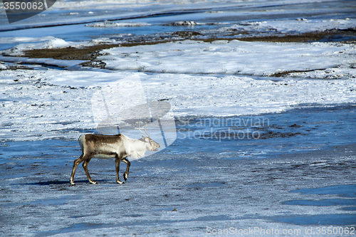 Image of Reindeer in Iceland