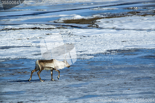 Image of Reindeer in Iceland