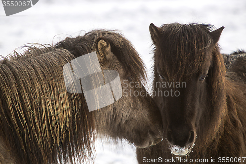 Image of Two Icelandic horses in wintertime