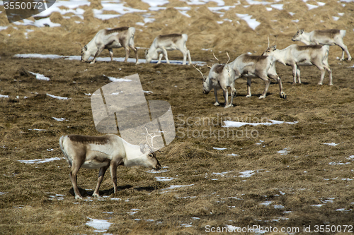 Image of Herd of reindeer in Iceland