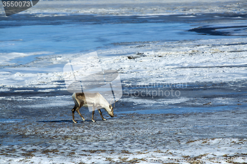 Image of Reindeer at a lake