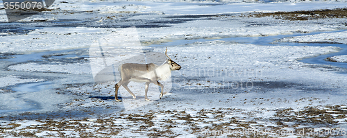 Image of Reindeer in Iceland