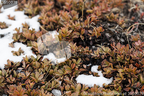 Image of Small plants grow on volcanic underground