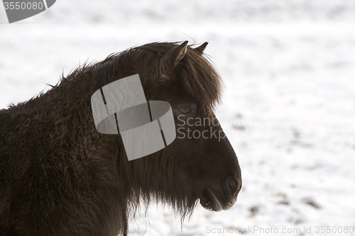 Image of Portrait of a black Icelandic horse 