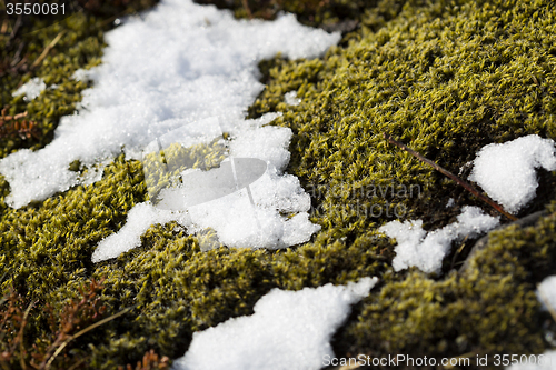 Image of Closeup of fragile Icelandic moss