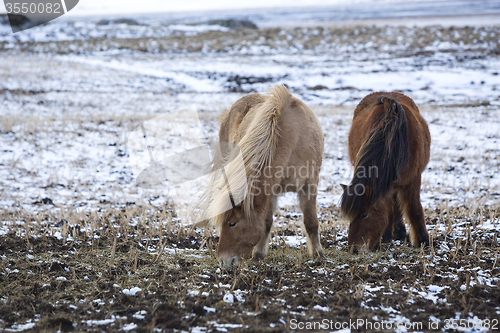 Image of Two Icelandic horses in wintertime