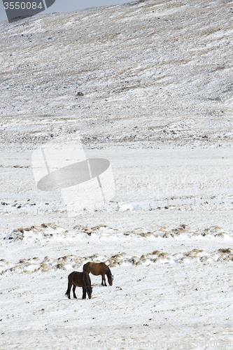 Image of Two Icelandic horses in wintertime