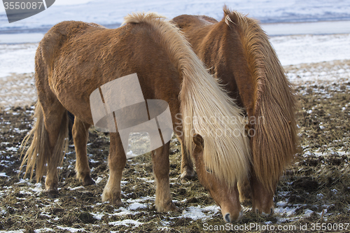 Image of Two Icelandic horses in wintertime