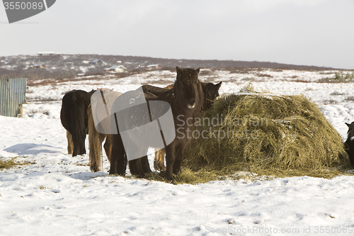 Image of Icelandic horses in winter