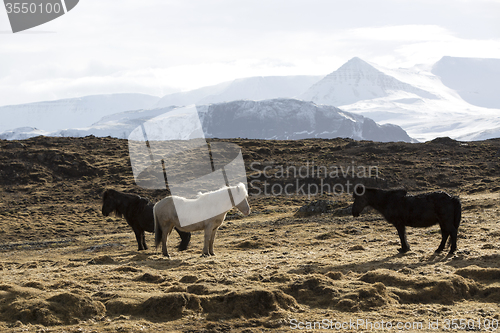 Image of Herd of Icelandic horses in spring